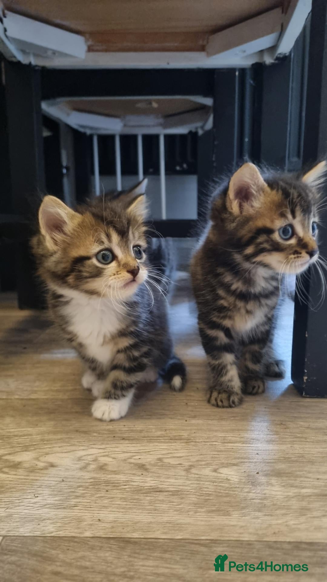 Mixed Breed cats Beautiful fluffy mix read kittens  - Advert 3