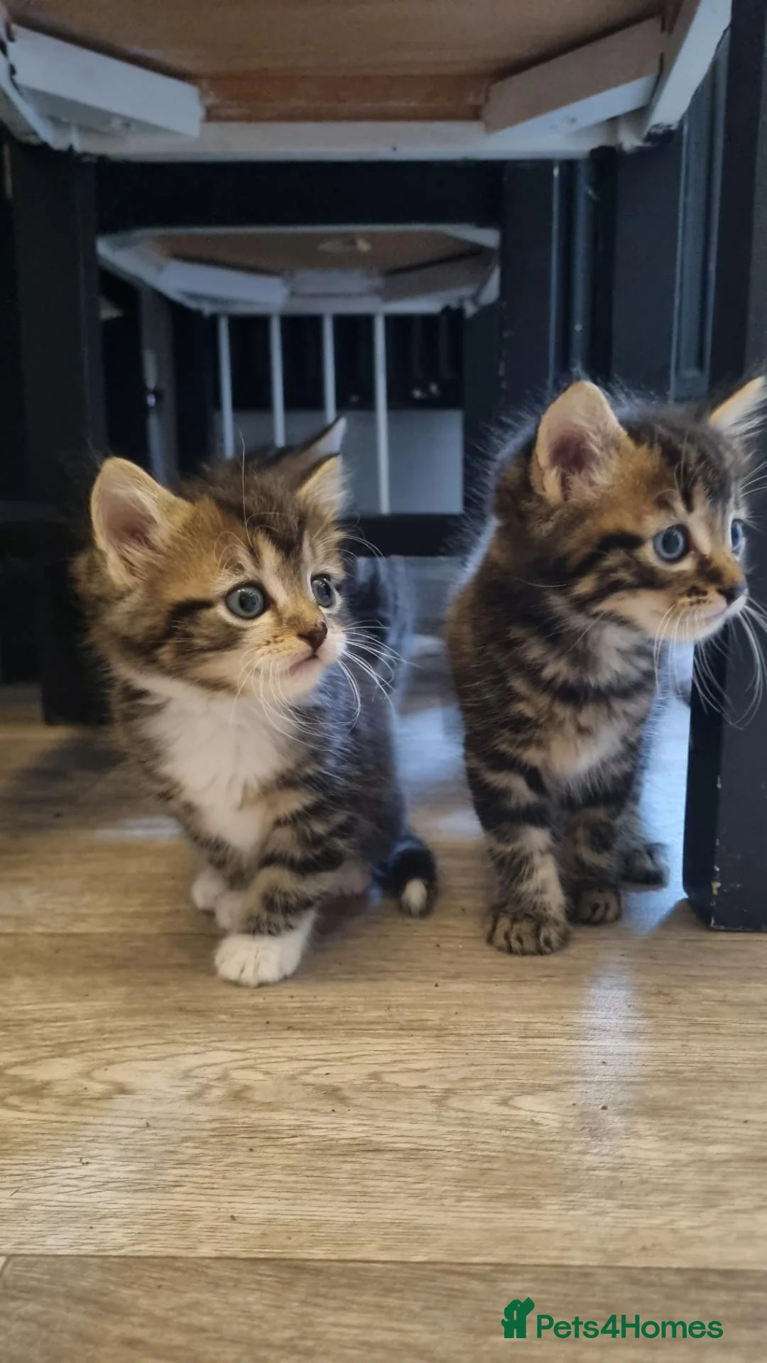 Mixed Breed cats for sale: Beautiful fluffy mix read kittens  in Hook - Advert 1