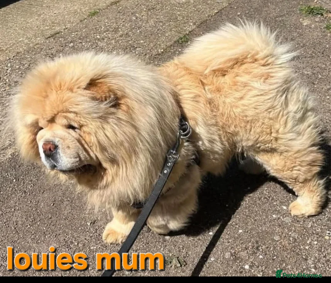 Chow Chow dogs for stud: Gorgeous chow chow for stud  - Advert 6