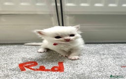 Ragdoll cats for sale: 5 beautiful and healthy Ragdoll kittens - Image 12