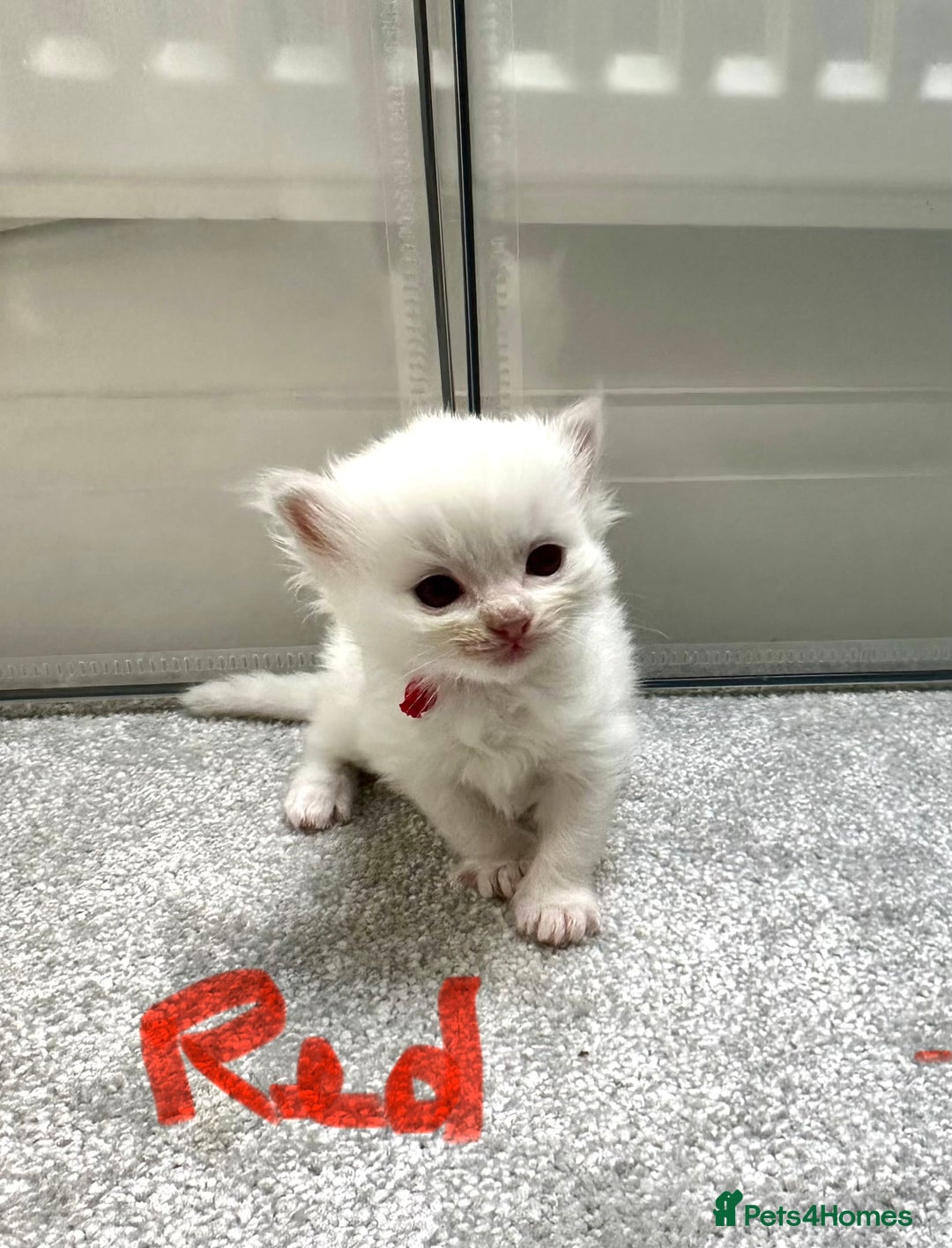 Ragdoll cats for sale: 5 beautiful and healthy Ragdoll kittens - Image 12