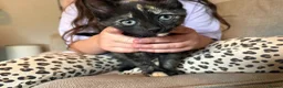 Mixed Breed cats for sale: 3 female kittens - Advert 16