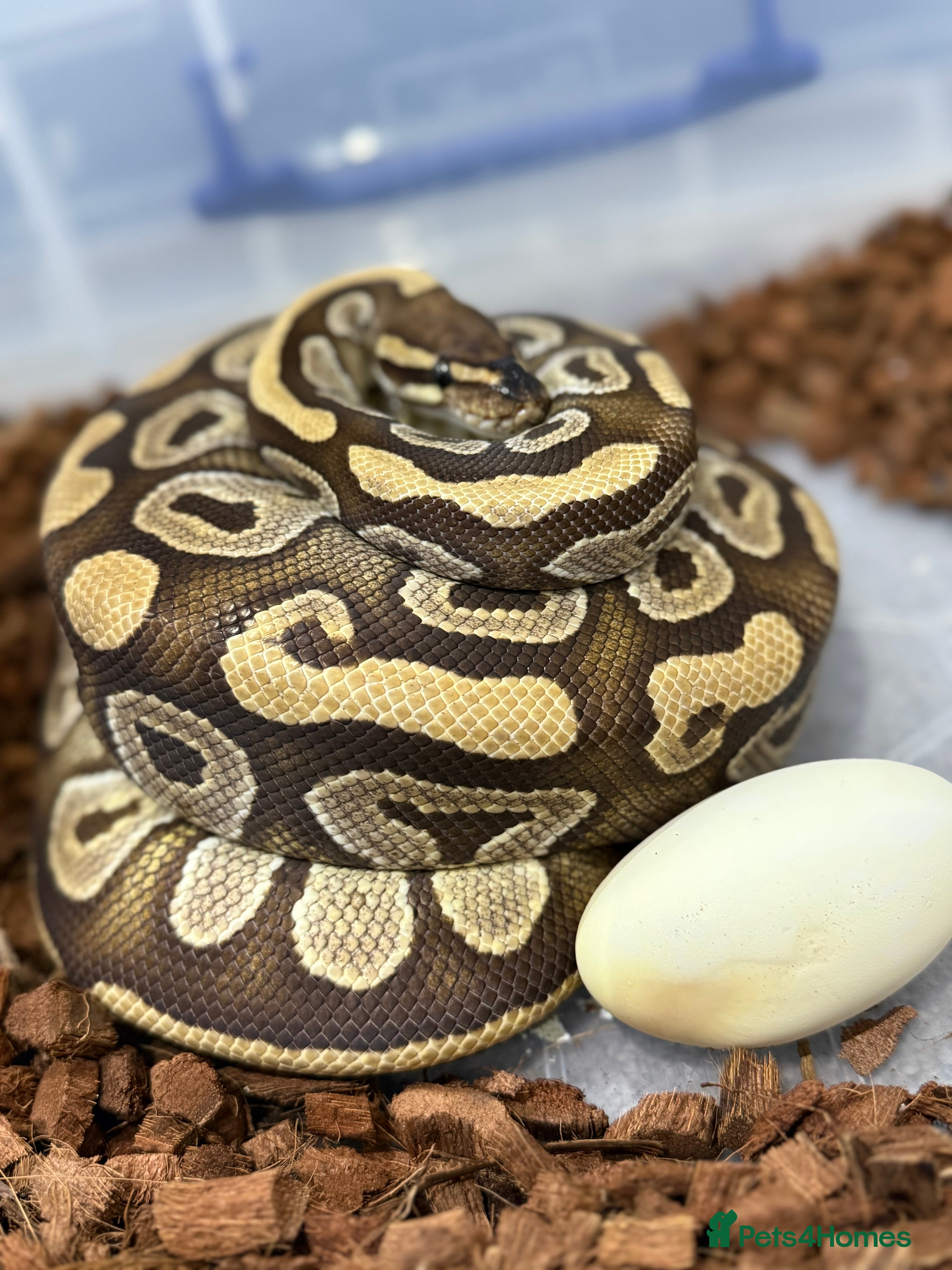 Python Snake reptiles Royal Python - Advert 1