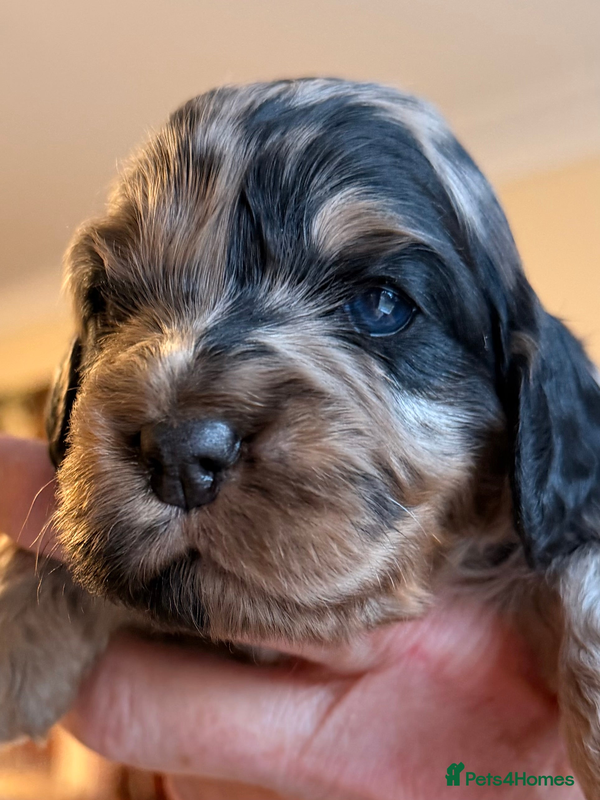 Cockapoo dogs F1 Cockapoo Puppies - Advert 1