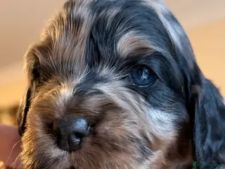 Cockapoo dogs F1 Cockapoo Puppies - Advert 3