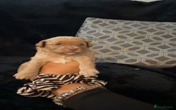 Cavapoo dogs for sale: 2 gorgeous boys looking for there forever home🩵  - Image 7