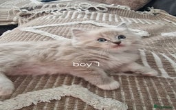 Ragdoll cats for sale: Mink ragdoll babies  - Image 3