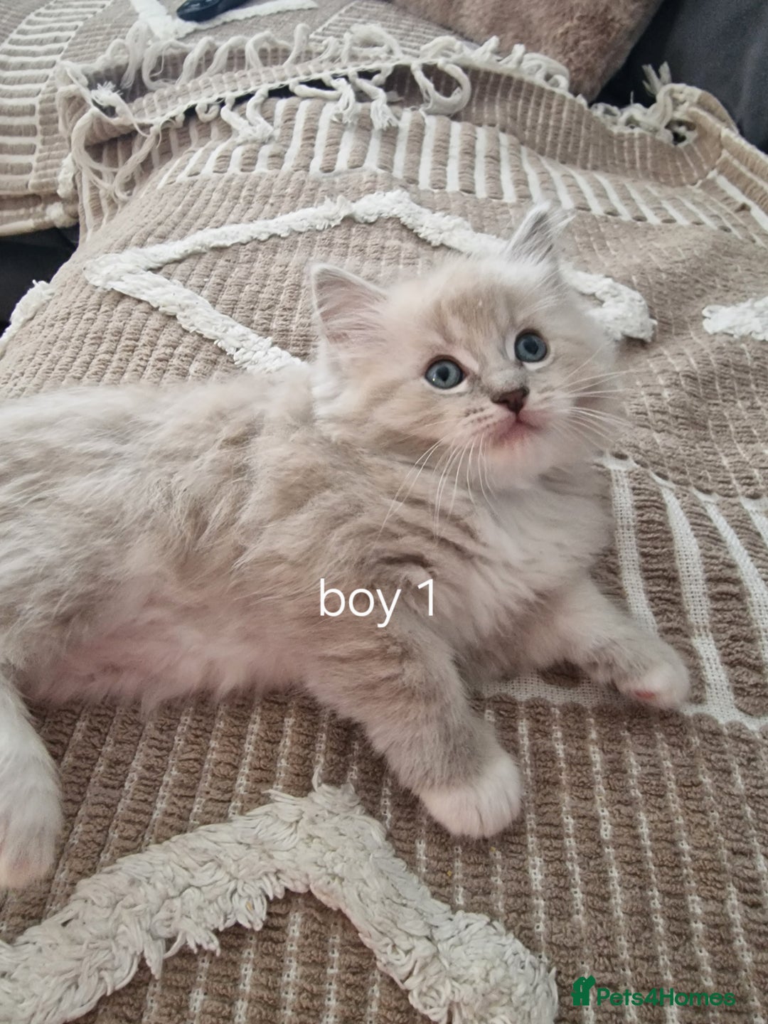 Ragdoll cats for sale: Mink ragdoll babies  - Image 3