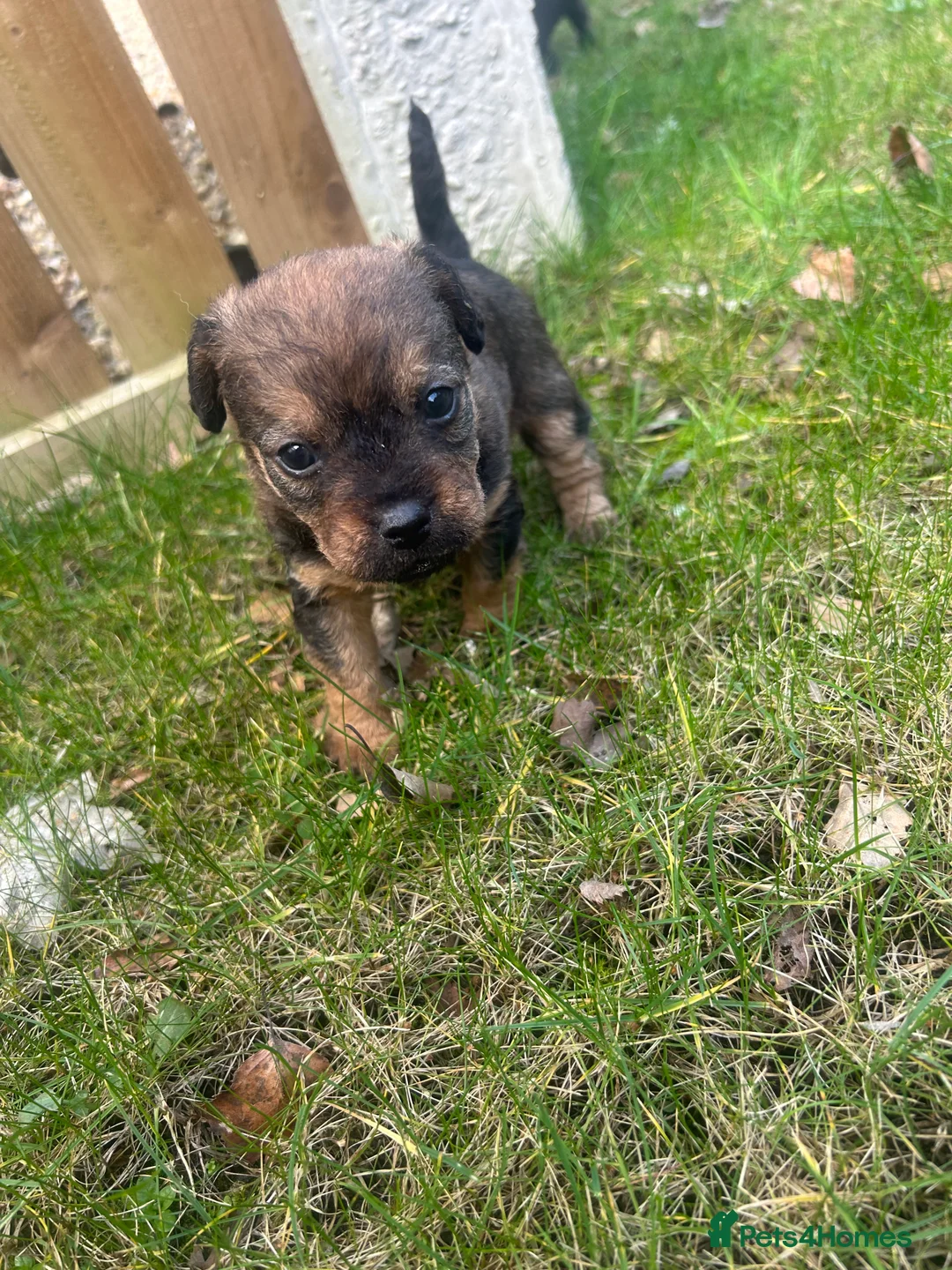 Patterdale Terrier dogs for sale: Stunning Patterdale pups  - Advert 28