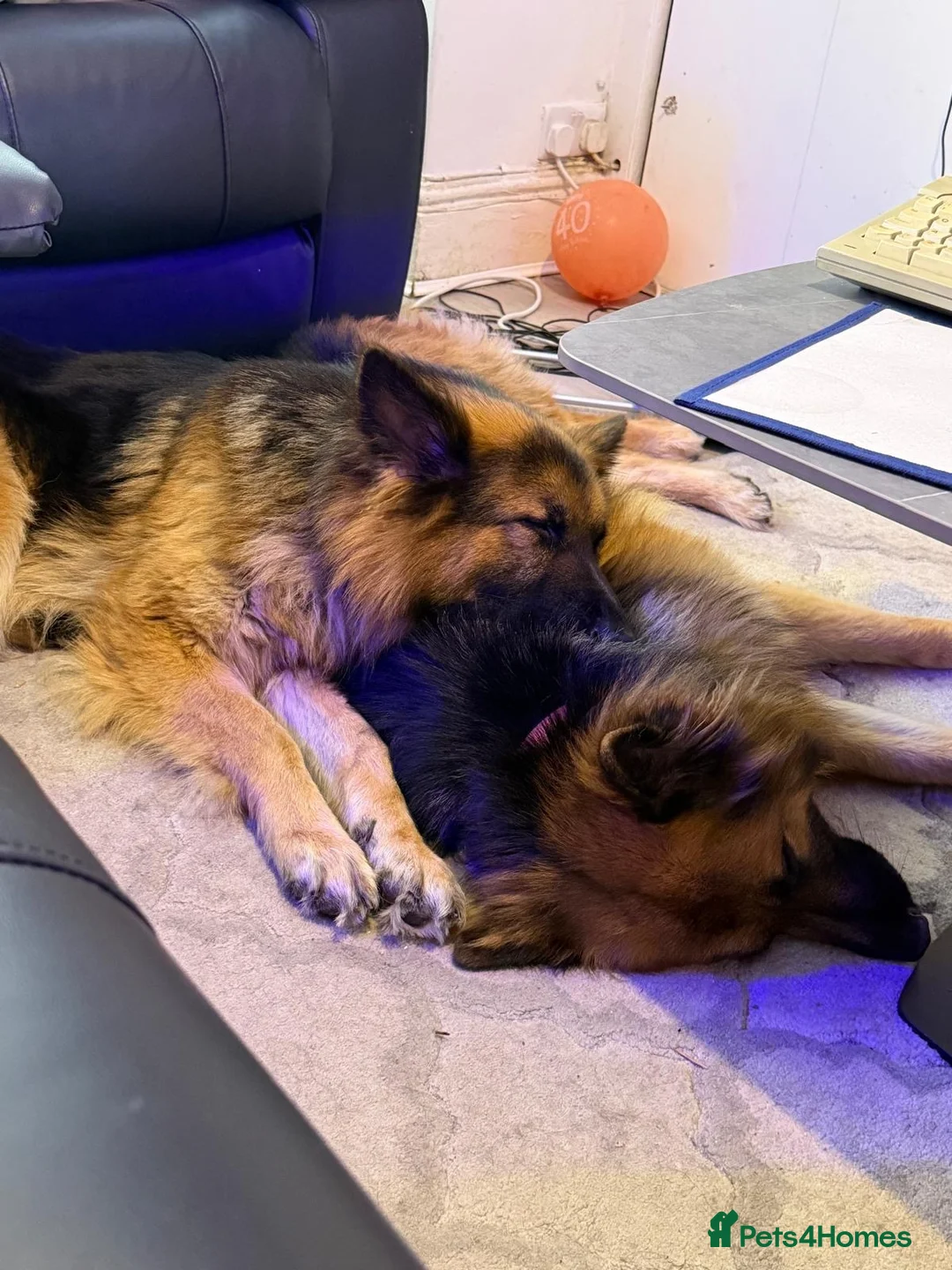 German Shepherd dogs for sale: 2 German Shepherd Brothers - Advert 2