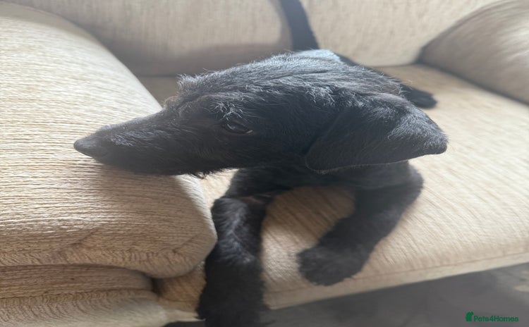 Patterdale Terrier dogs - Advert 1