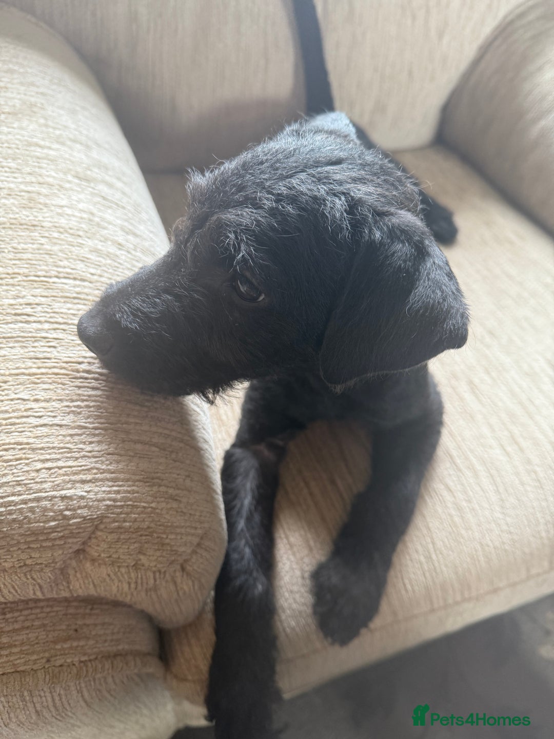 Patterdale Terrier dogs for sale: Lovely male Patterdale Terrier pup - Image 1
