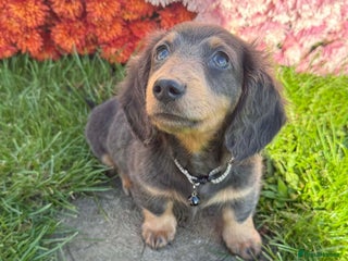 Miniature Dachshund dogs Miniature Long Haired Dachshund - Advert 2