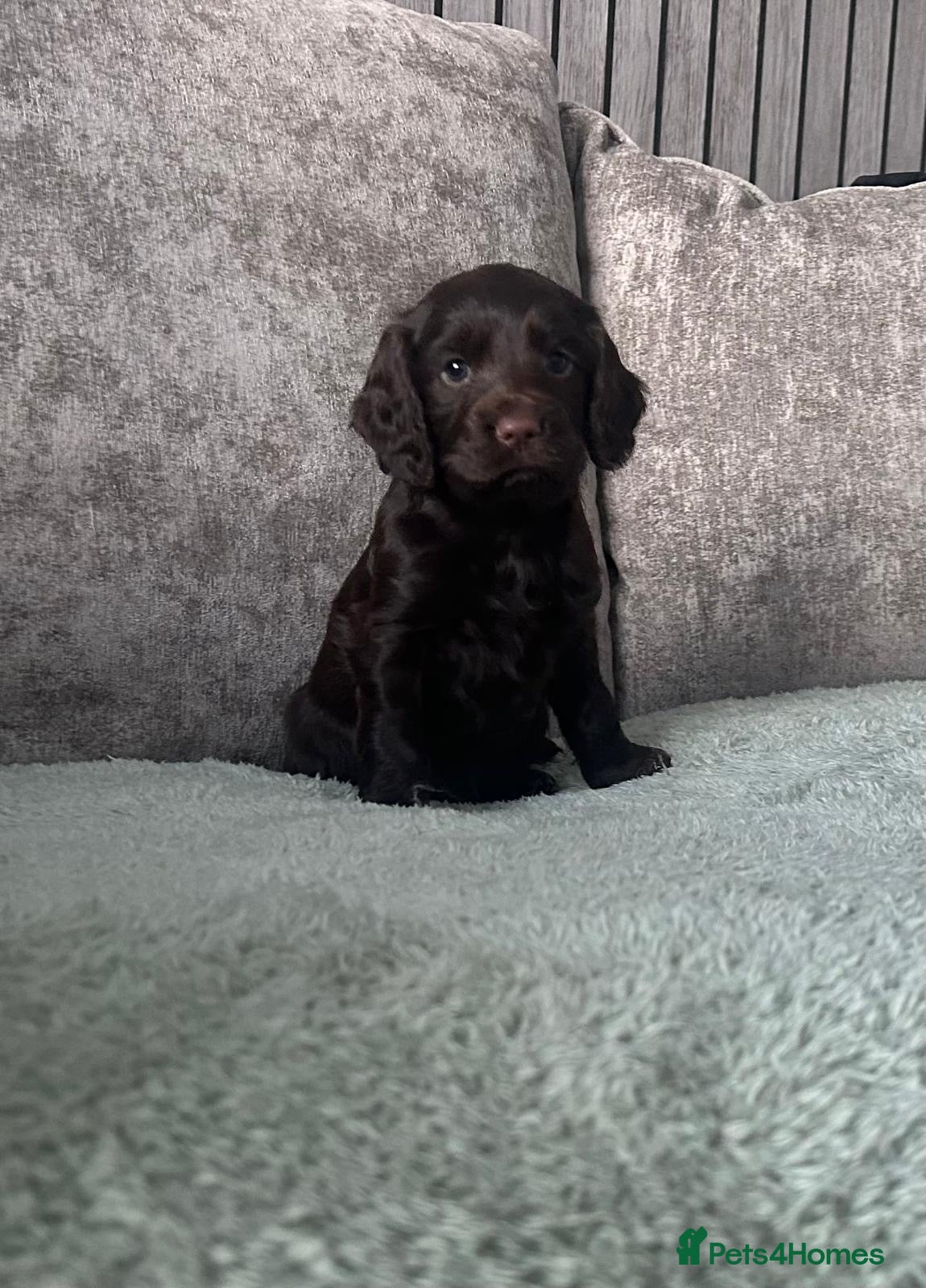 Cocker Spaniel dogs KC registered cocker spaniels  - Advert 15