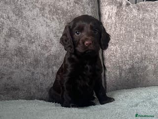 Cocker Spaniel dogs KC registered cocker spaniels - Advert 15