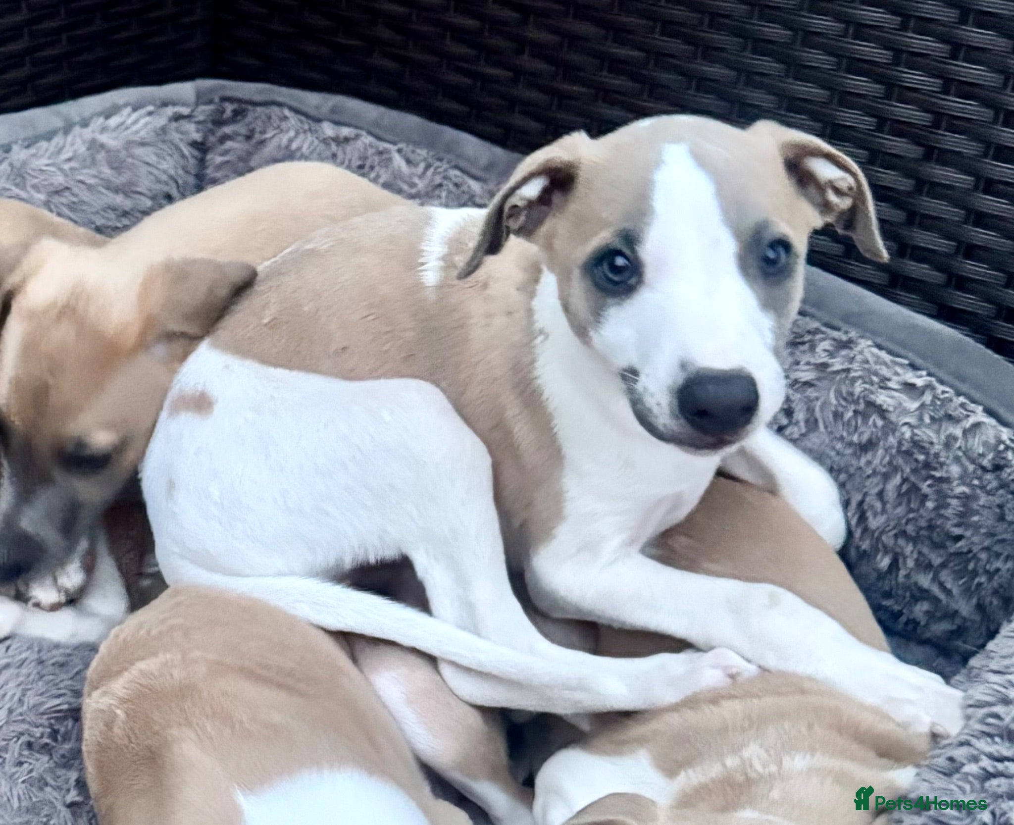 Whippet dogs Beautiful whippet babies! - Advert 1