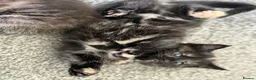 Mixed Breed cats for sale: 1 female kitten left in Yeovil - Advert 4