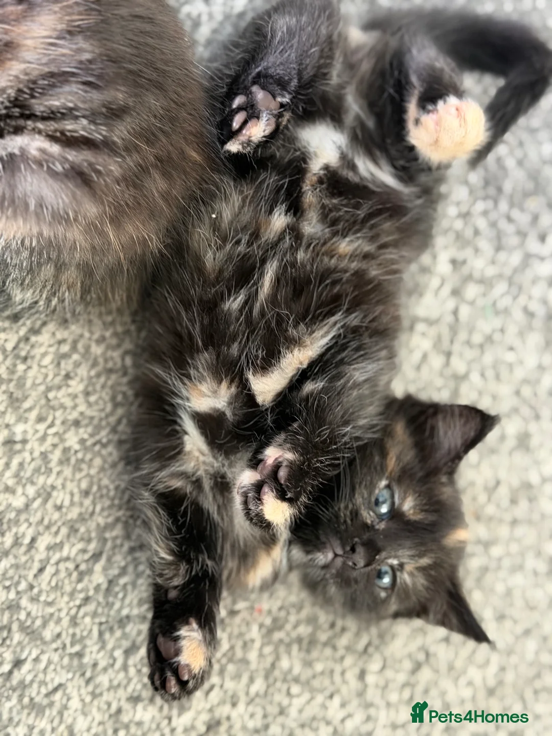 Mixed Breed cats for sale: 1 female kitten left in Yeovil - Advert 4