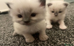 Ragdoll cats for sale: 🌟CHAMPION🌟 FATHER GCCF 🌟BLOOD LINE RAGDOLL - Image 8