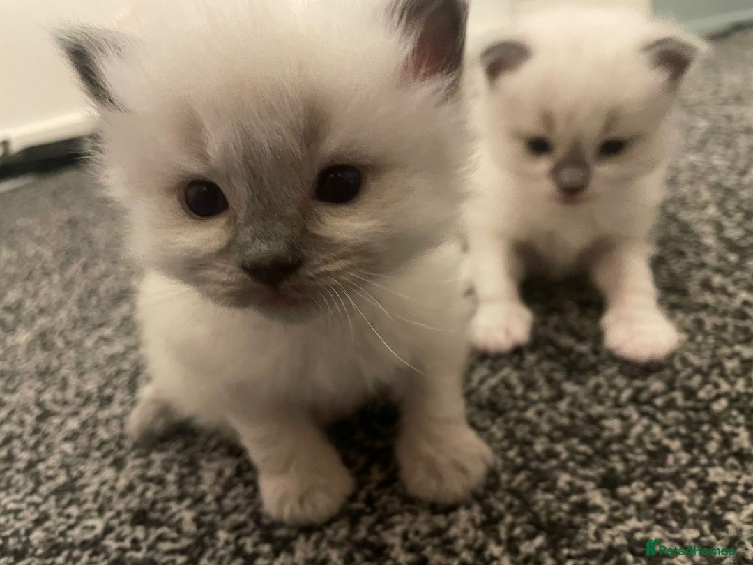 Ragdoll cats for sale: 🌟CHAMPION🌟 FATHER GCCF 🌟BLOOD LINE RAGDOLL - Image 8