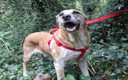 Mixed Breed dogs for sale: Fluffy, golden boy  - Image 7