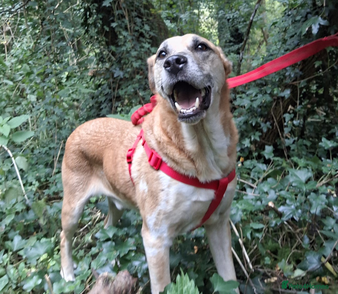 Mixed Breed dogs for sale: Fluffy, golden boy  - Image 7