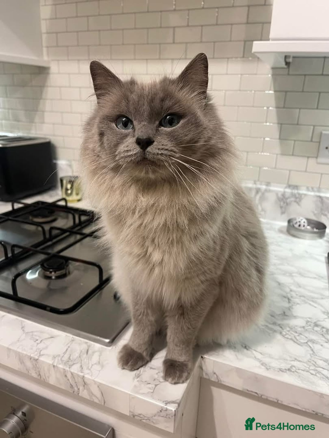 Ragdoll cats for sale: Pedigree Cherubim Blue Mink Ragdoll - Advert 5