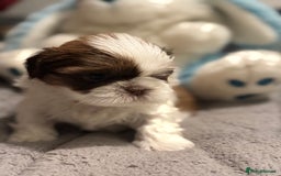 Shih Tzu dogs for sale: Shih Tzu  - Advert 3