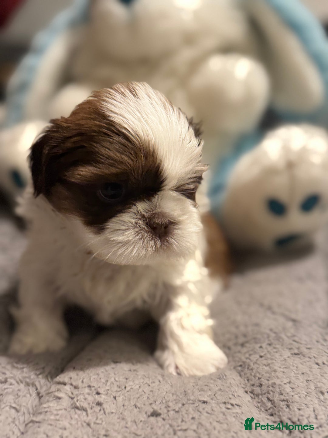 Shih Tzu dogs for sale: Shih Tzu  - Advert 3
