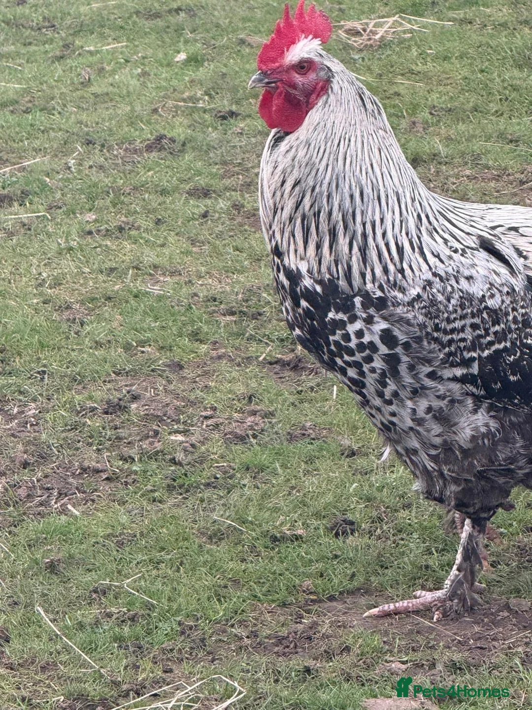 Mixed Breed poultry for sale: Handsome lad needs a home! in Chester-le-Street - Advert 2