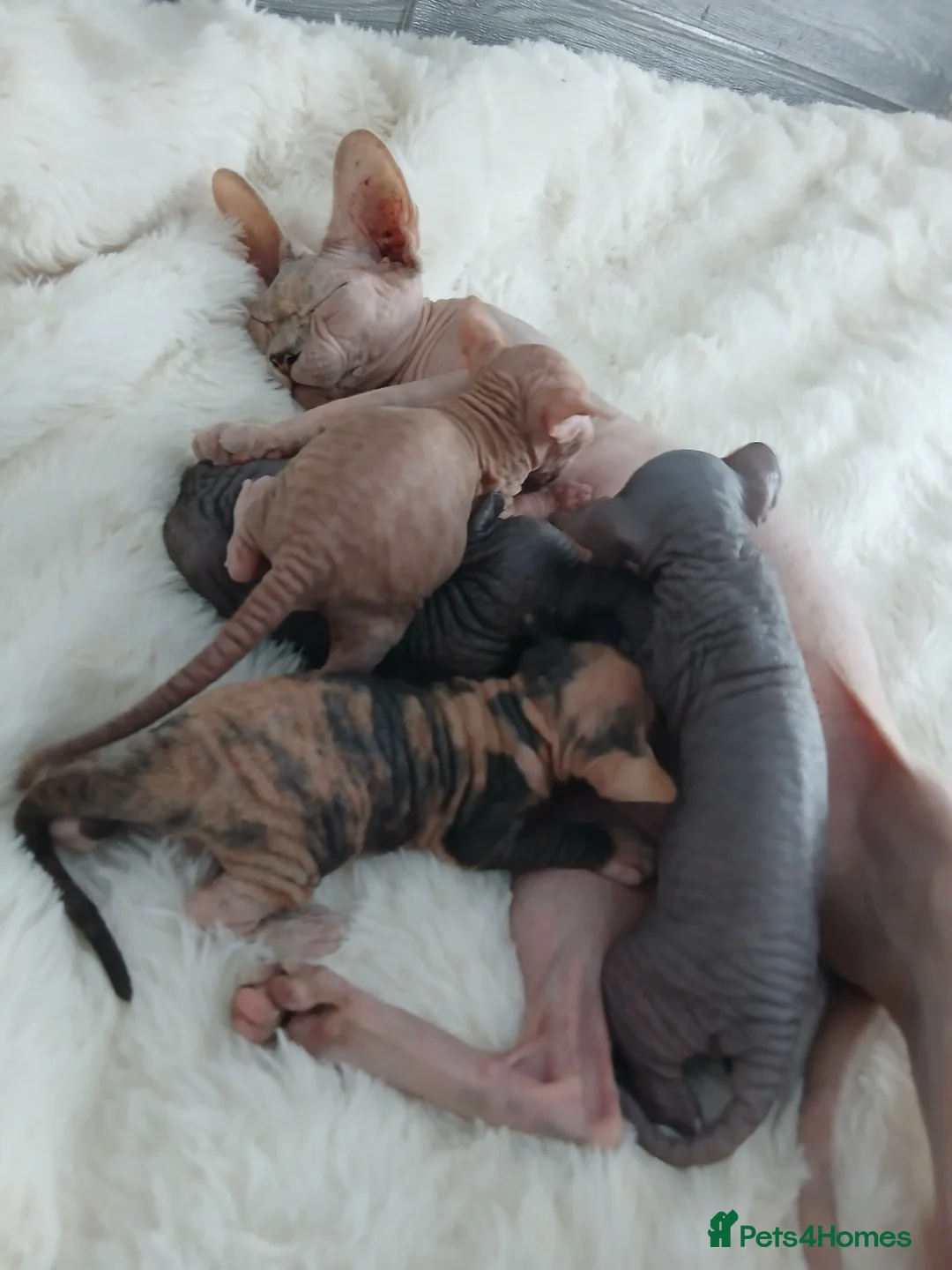 Sphynx cats for sale: Beautiful  Sphynx kitten for sale  - Advert 1