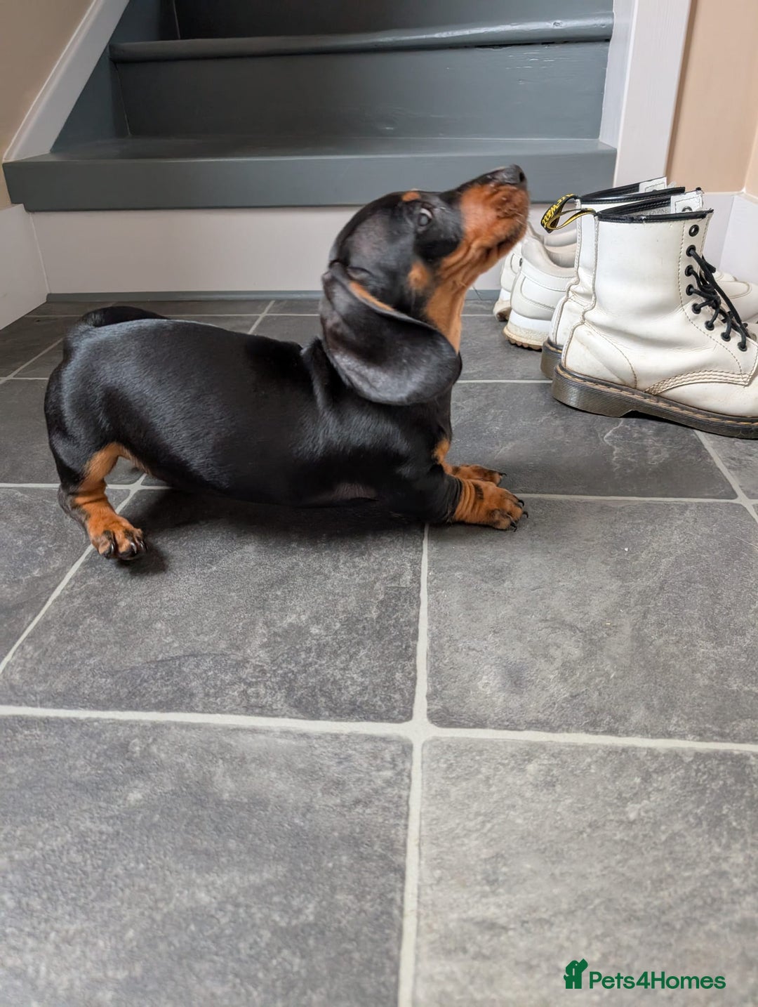 Miniature Dachshund dogs for sale: Miniature Dachshund Puppies  - Image 13