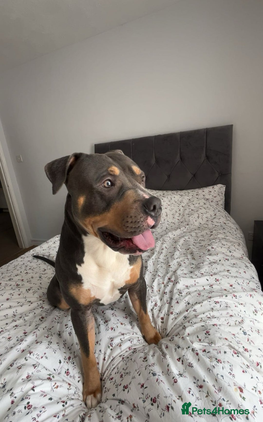 Mixed Breed dogs for stud: Beautiful boy to stud  - Image 3