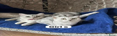 British Shorthair 3