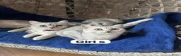 British Shorthair cats for sale: Beautiful British Shorthair - Advert 17