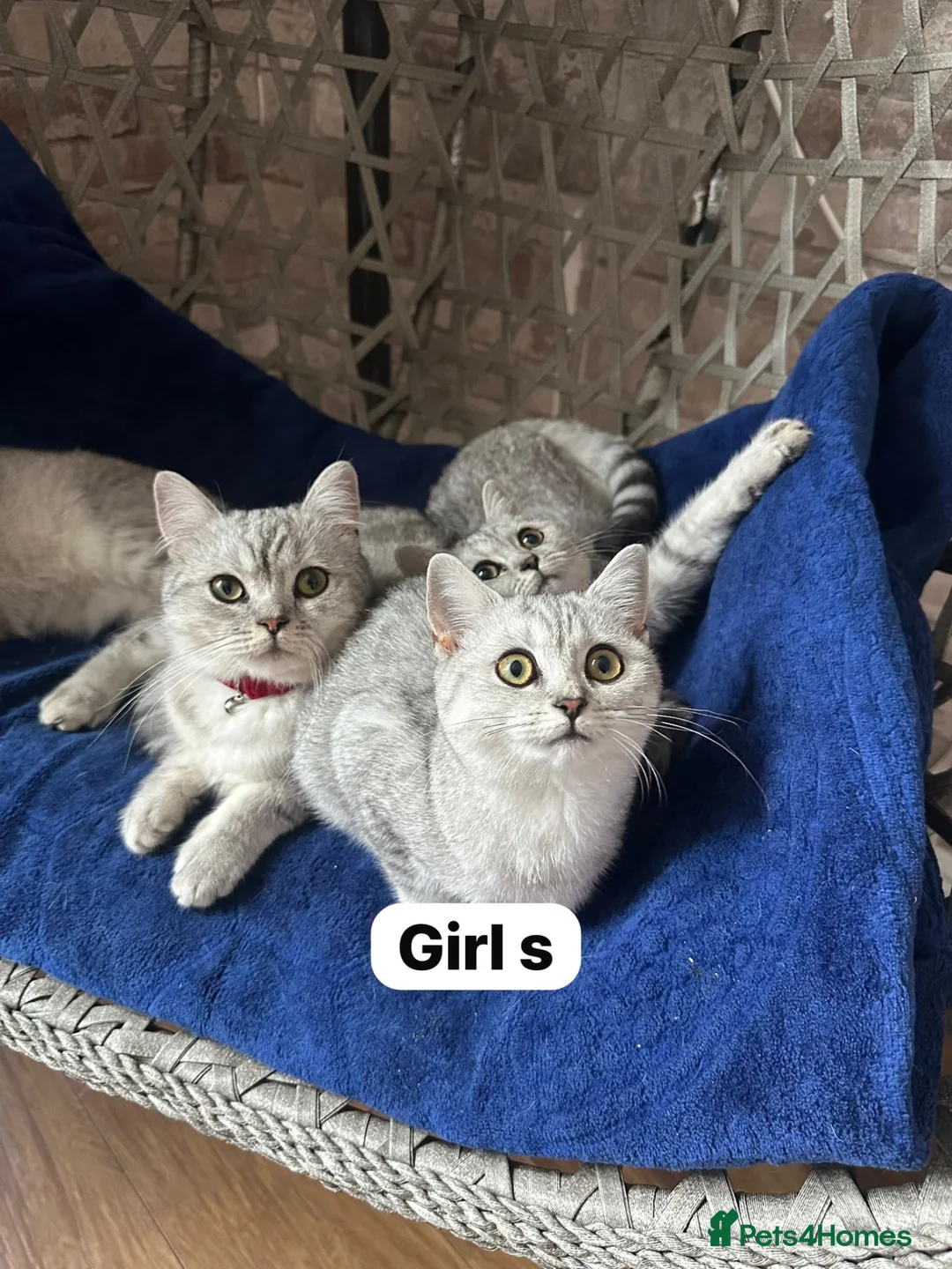 British Shorthair cats for sale: Beautiful British Shorthair - Advert 17