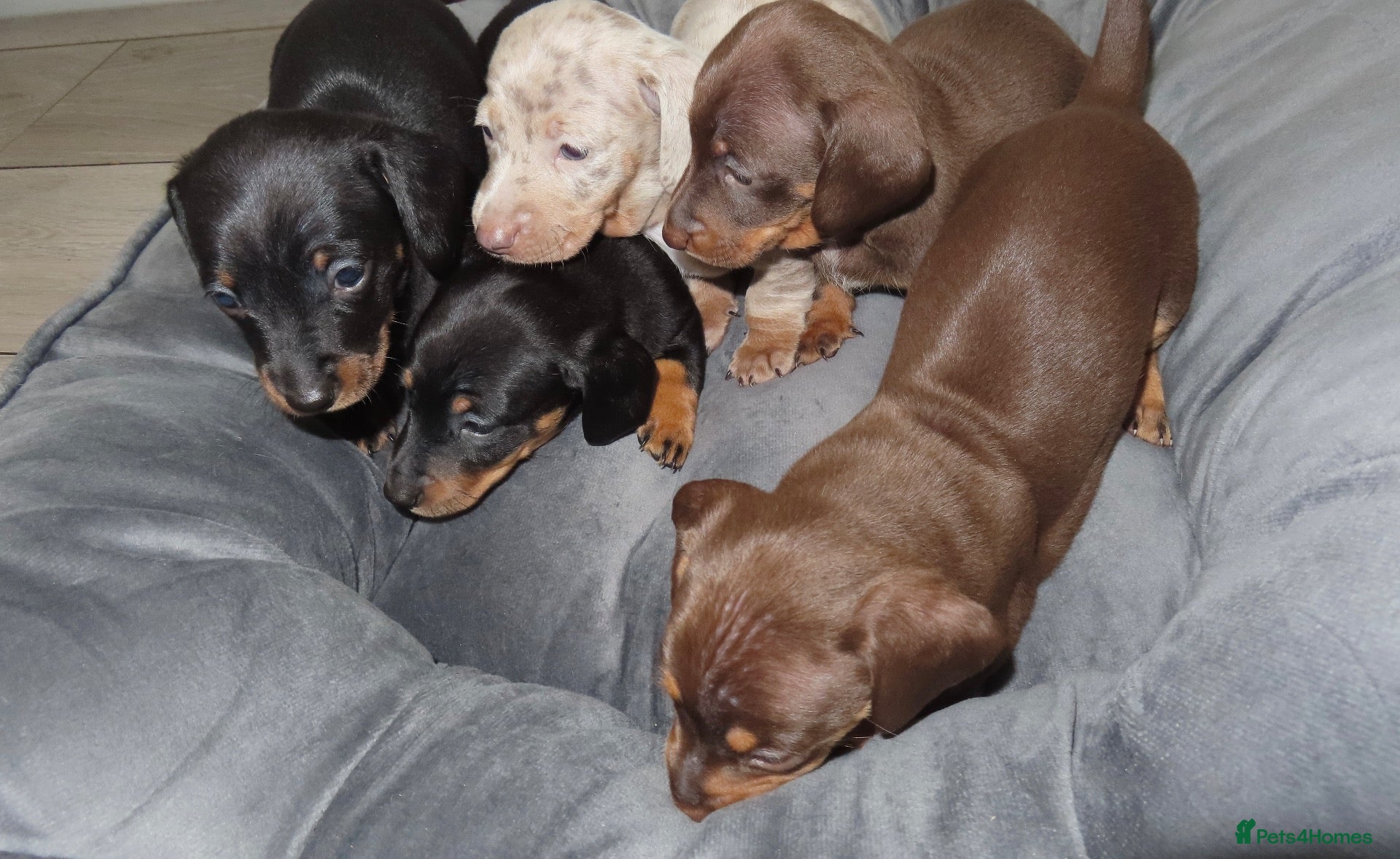 Miniature Dachshund dogs 5 Miniature Dachshund Puppies - Ready NOW!  - Advert 1