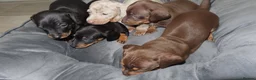 Miniature Dachshund dogs for sale: 5 Miniature Dachshund Puppies - Advert 3