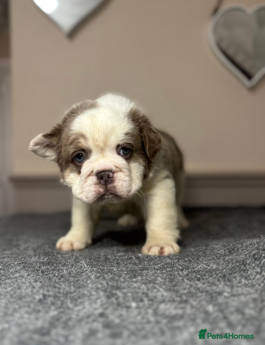 Mixed Breed dogs for sale: Bulldog puppies  - Advert 9
