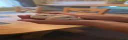 Budgerigars birds for sale: Gorgeous Baby Budgies - Advert 10