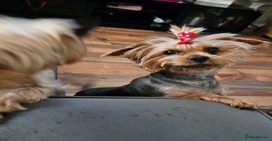 Yorkshire Terrier dogs Yorki baby - Advert 6