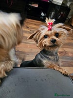 Yorkshire Terrier dogs Yorki baby - Advert 1
