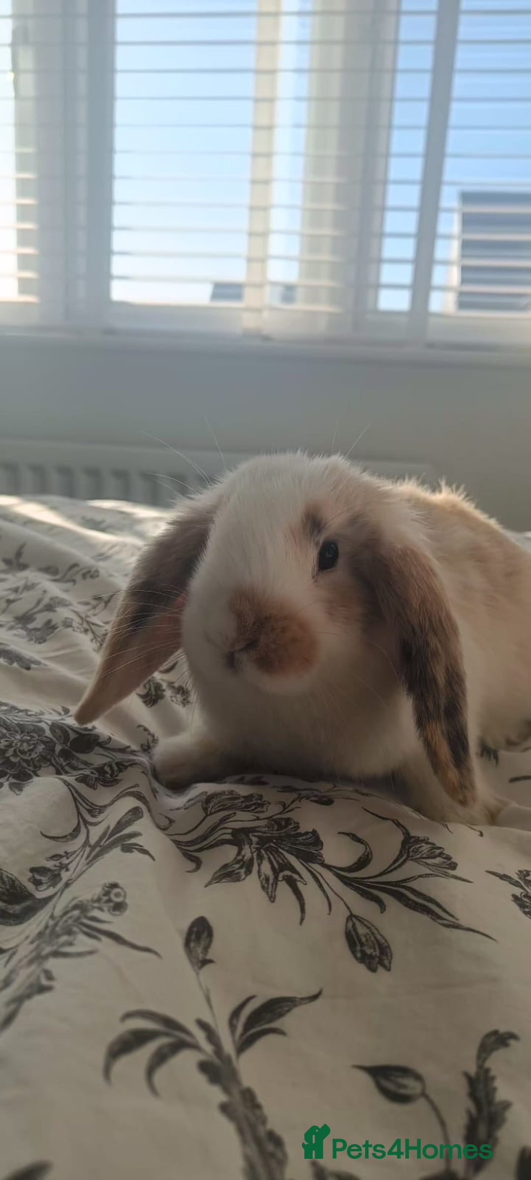 Mini Lop rabbits for sale: Adorable Mini Lop Baby Bunnies for sale - Advert 2