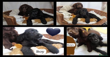 Cocker Spaniel dogs - Advert 13