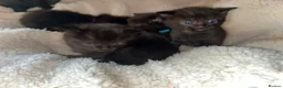 Mixed Breed cats for sale: Stunning ragdoll mix kittens - Advert 23