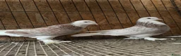 Pigeons birds for sale: FANCY WEST OF ENGLAND TUMBLERS  - Advert 19