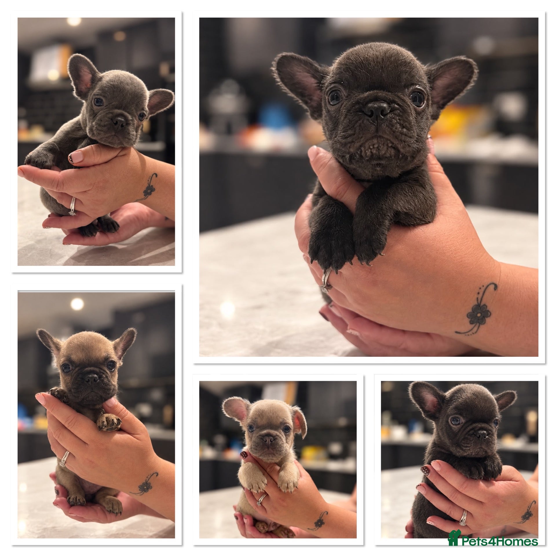 French Bulldog dogs 🐾 STUNNING KC REGISTERED FRENCH BULLDOG PUPPIES  - Advert 11