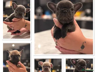 French Bulldog dogs 🐾 STUNNING KC REGISTERED FRENCH BULLDOG PUPPIES - Advert 2