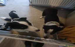 Border Collie dogs for sale: Border collie puppies  - Image 4