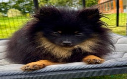 Pomeranian dogs for adoption: Brownie: The Tiny Soul Who Refused to Be Broken - Image 3